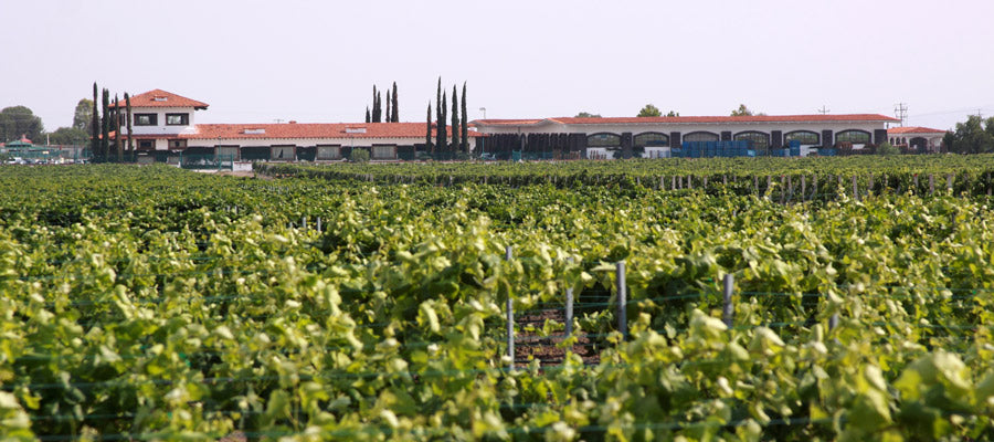 Episodio 56. Cavas Freixenet