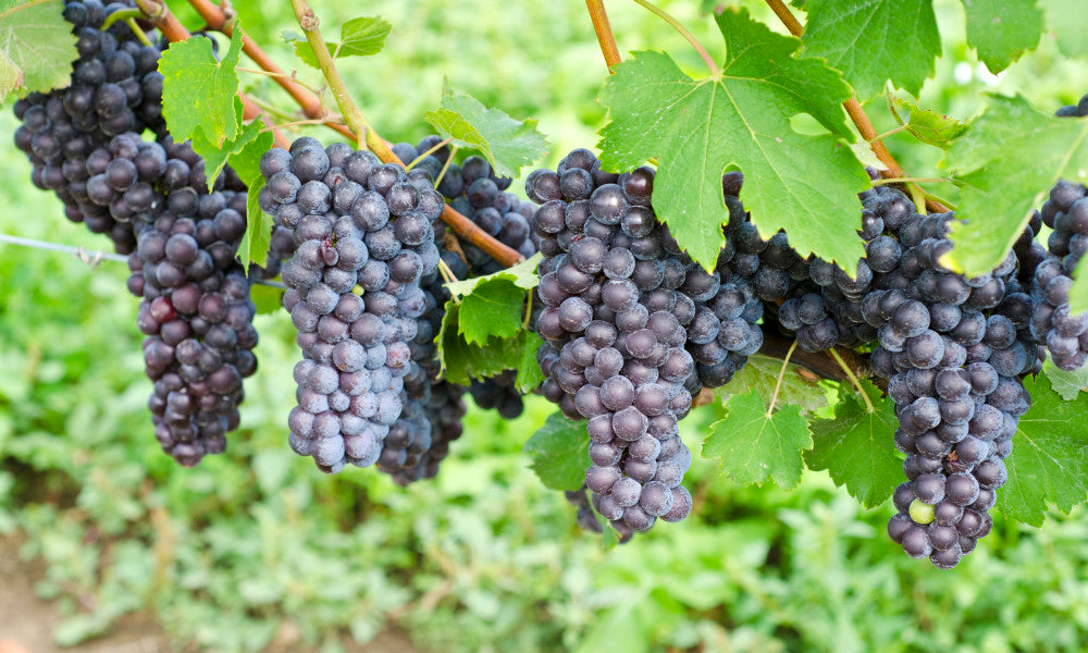 Episodio 58. Uva Nebbiolo