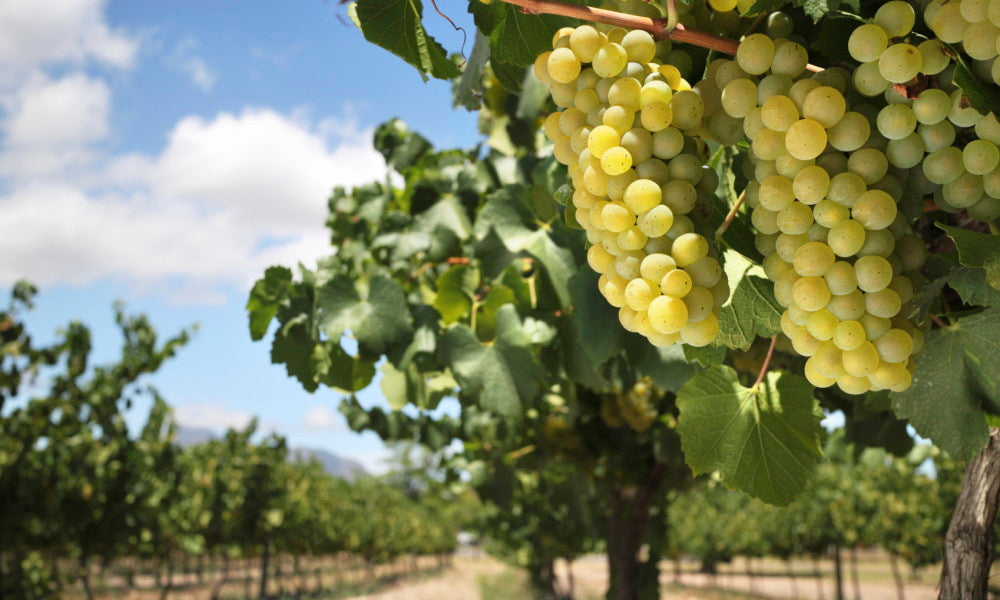Episodio 05. Chardonnay
