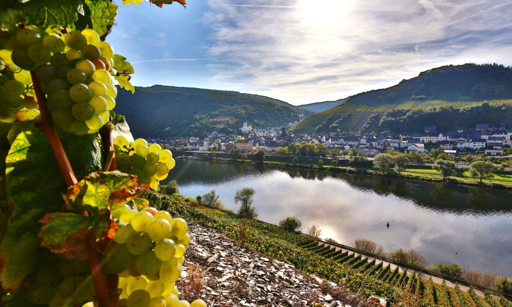 Episodio 03. Uva Riesling, la primera de las 6 grandes variedades de uva