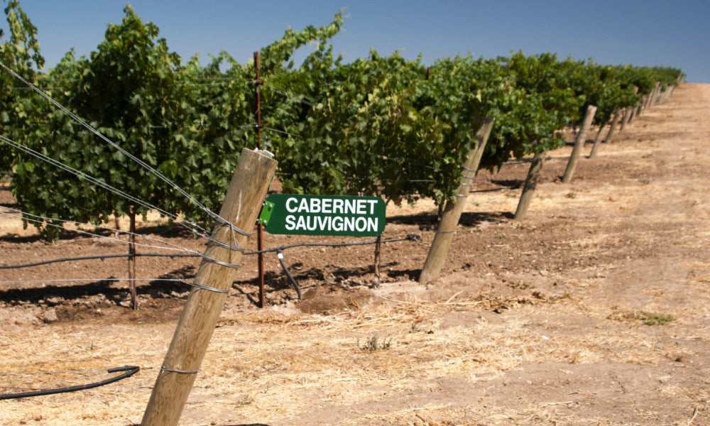 Episodio 08. Cabernet Sauvignon