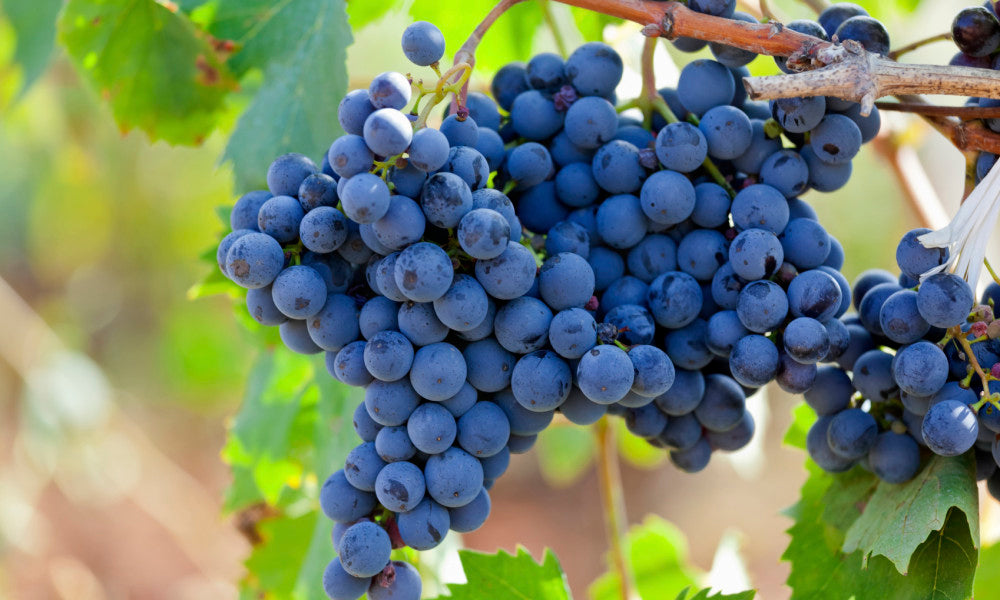 Episodio 11. Zinfandel y Syrah/Shiraz