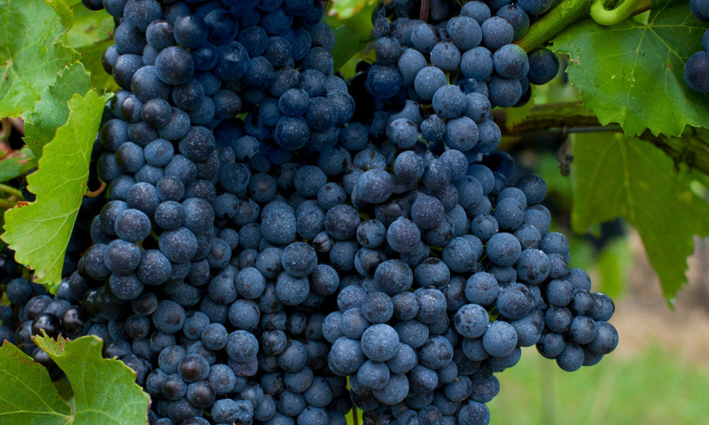 Episodio 50. Syrah, también conocida como Shiraz